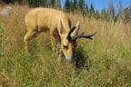 12. Turnier der BSU St. Veit Bild 50