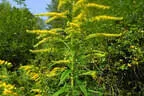 27. Scharnitzer Speckschiessen 2025 Bild 78