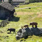 BSU-Almpartie-Patsch-Oberhaus